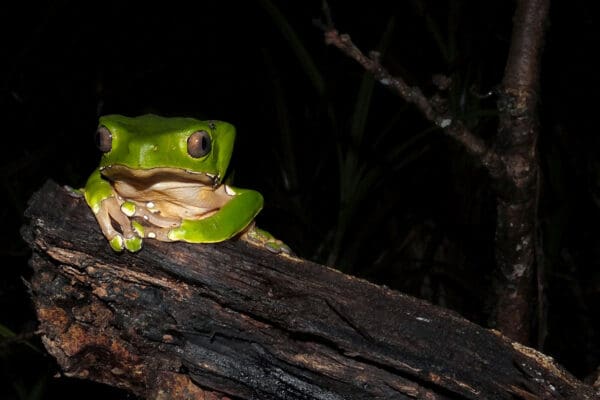 Kambo Beginners Guide Frog