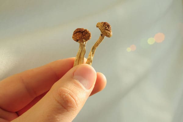 magic mushrooms depression