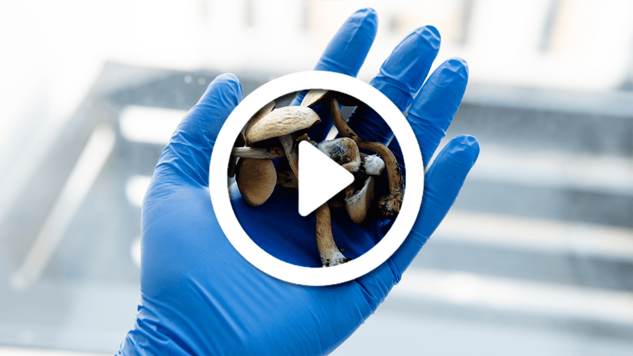Mushrooms video