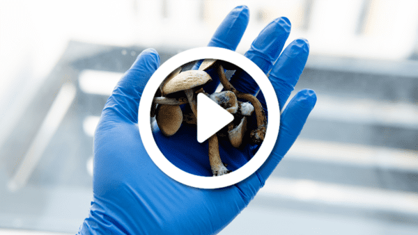 Mushrooms video
