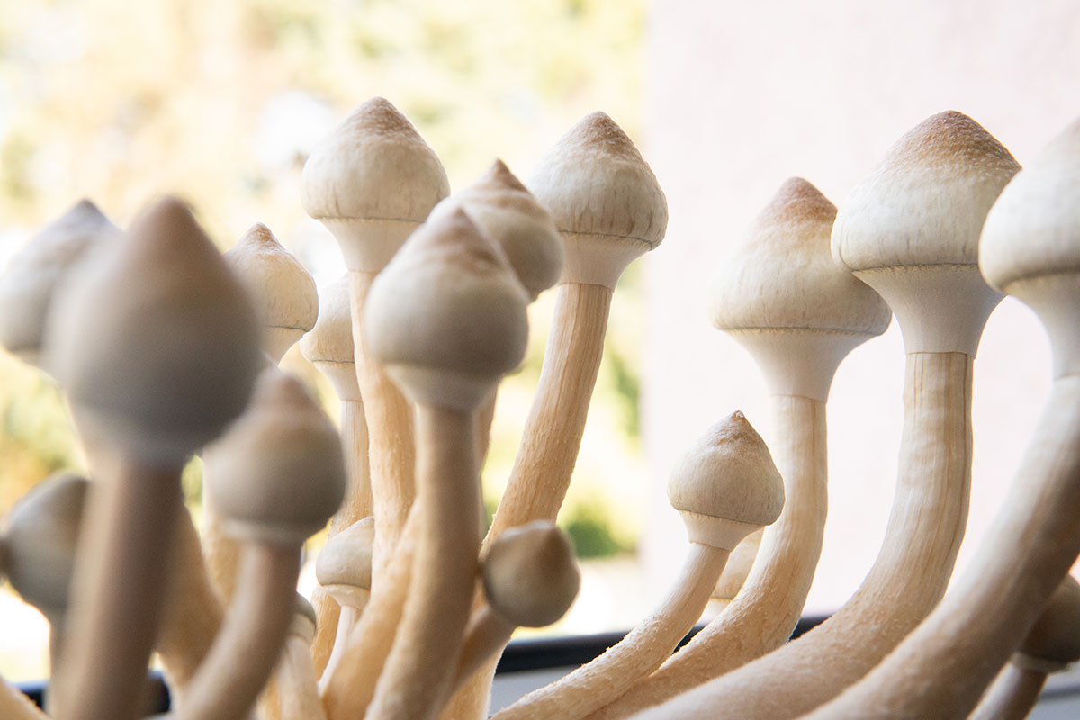 mushrooms look like cubensis albino