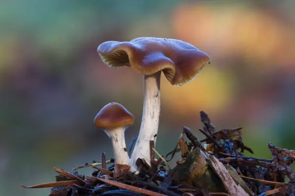 mushrooms look like cyanescens