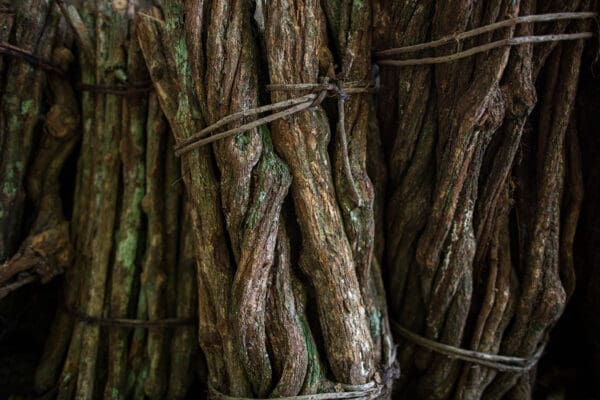 ayahuasca bark and vine