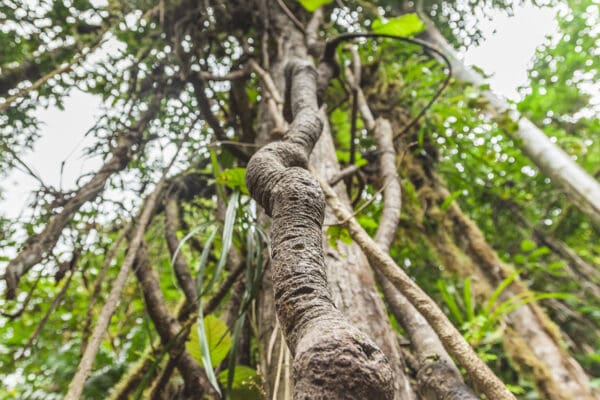 An ayahuasca vine climbs up a tree in the jungle