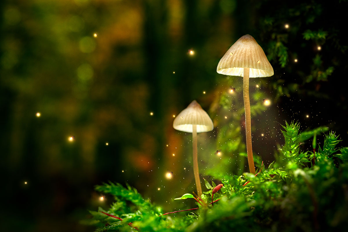 magic mushrooms addiction