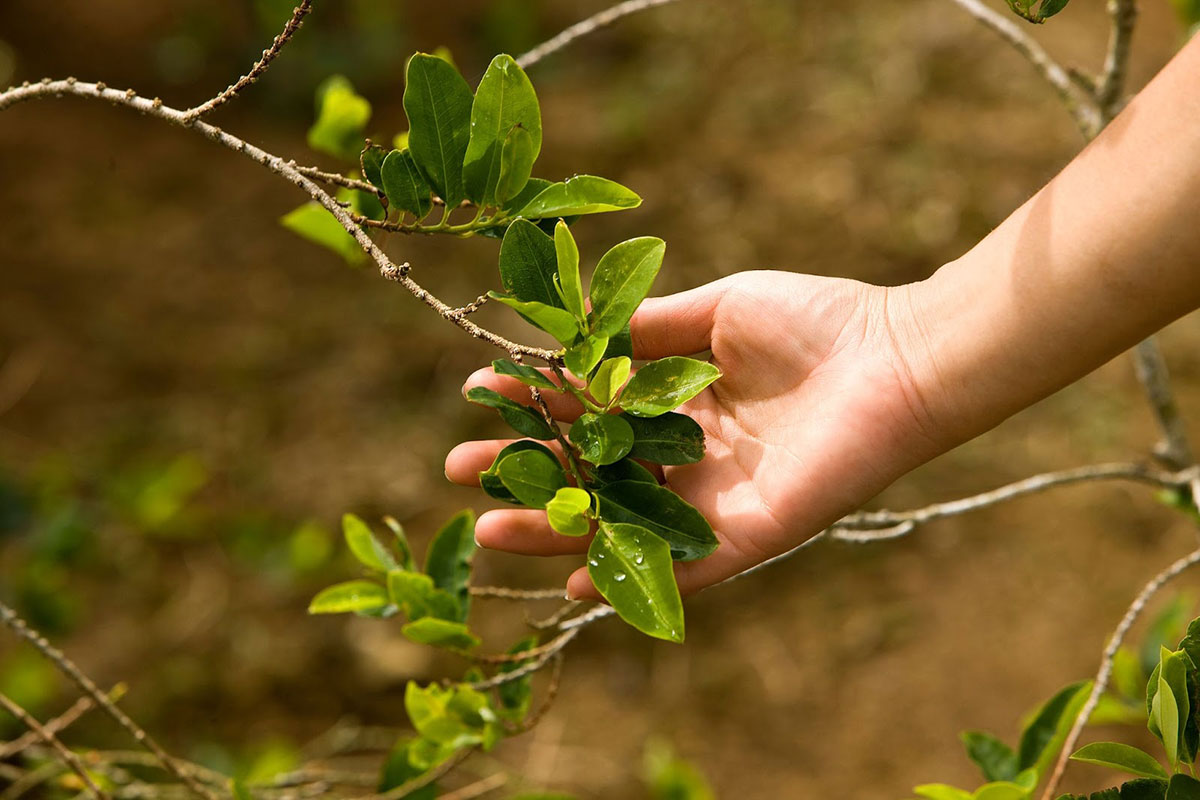 a hand holds a branch of the coca plant