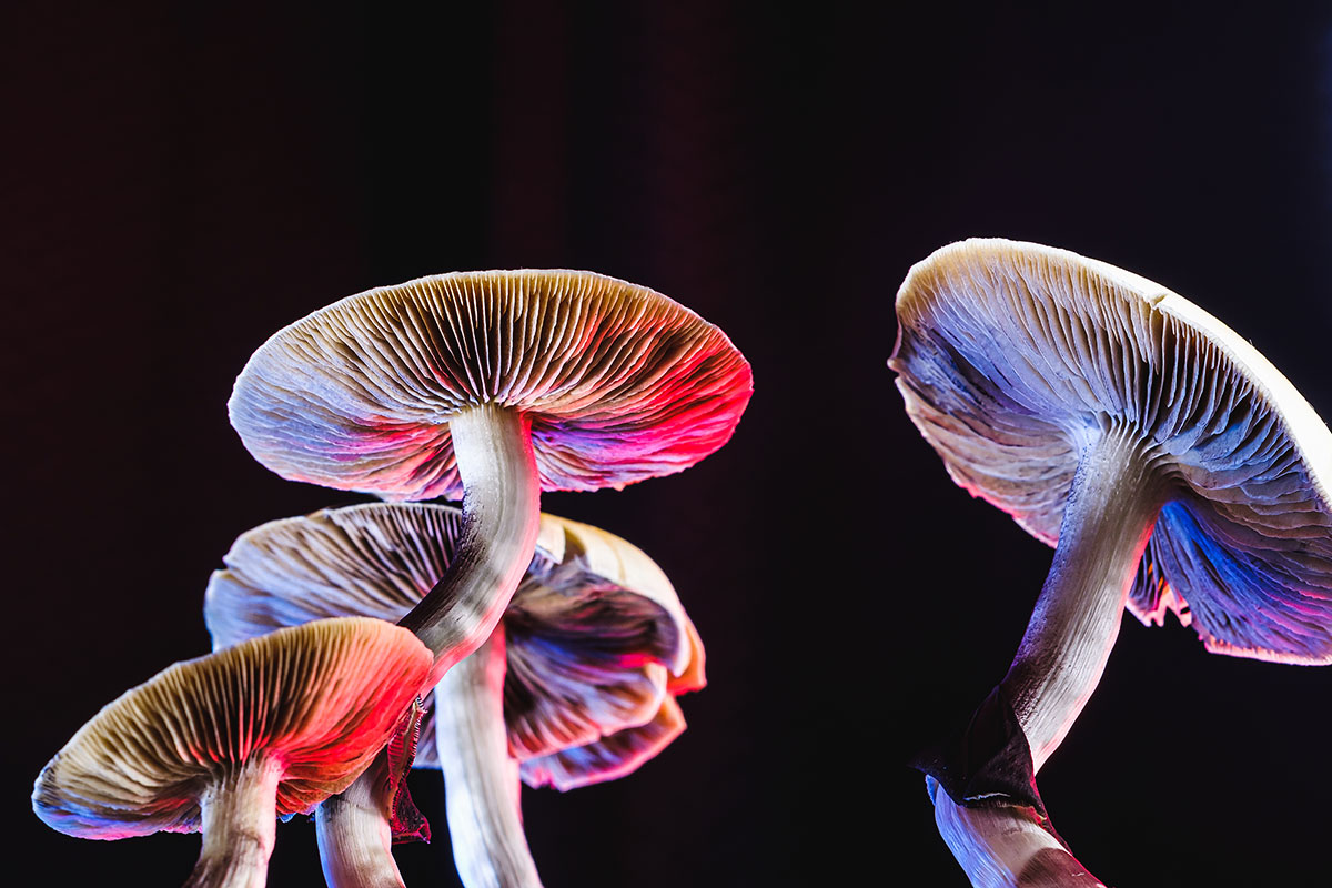 psilocybin mushrooms are illuminated by rainbow light set against a black background