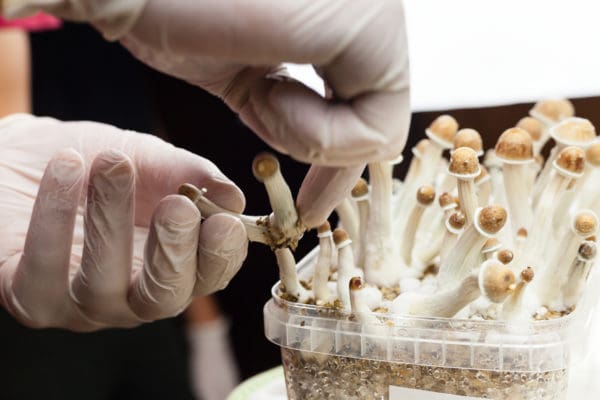 hand picking mushrooms