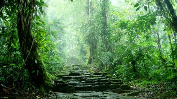 a path and stairs in the jungle