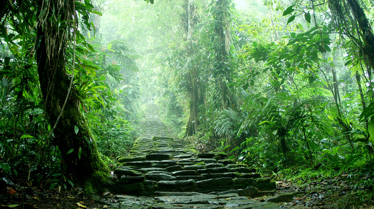 A person wearing a backpack faces a path in the jungle, their arms open wide