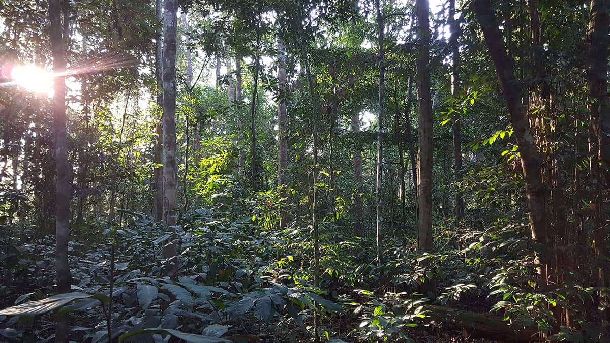 A forest in Gabon, where Bwiti tribes live and iboga is grown.