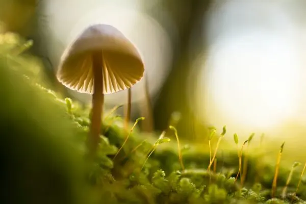 Close-up of a white mushroom emerging from mossy ground