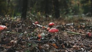 Unlocking the Mysteries of Magic Mushrooms: A Comprehensive Guide to Different Types and Origins